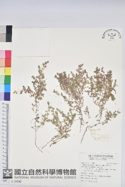 小葉大戟藏品圖，第1張