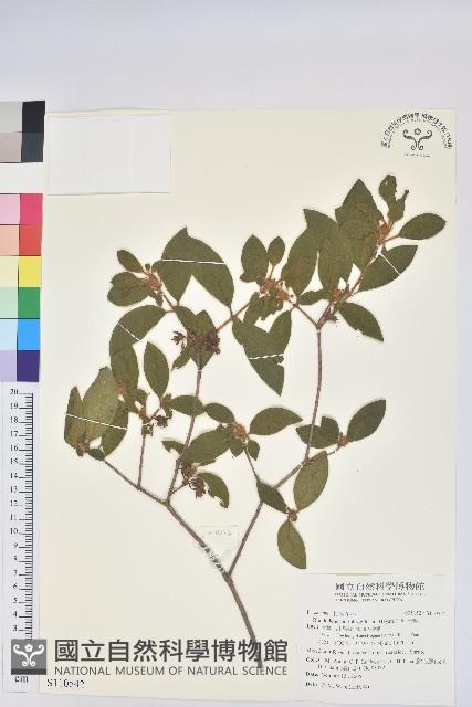 紅毛杜鵑藏品圖，第1張