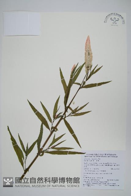 青葙藏品圖，第1張