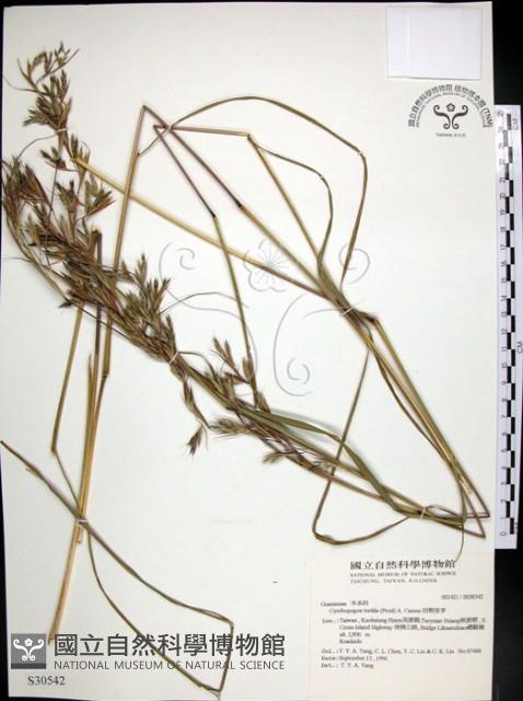 扭鞘香茅藏品圖，第1張