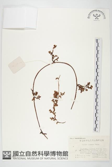 日本菟絲子藏品圖，第1張