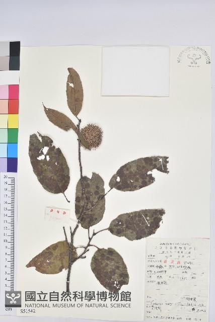 錐栗藏品圖，第1張