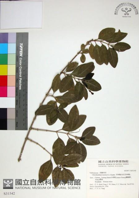 苦林盤藏品圖，第1張