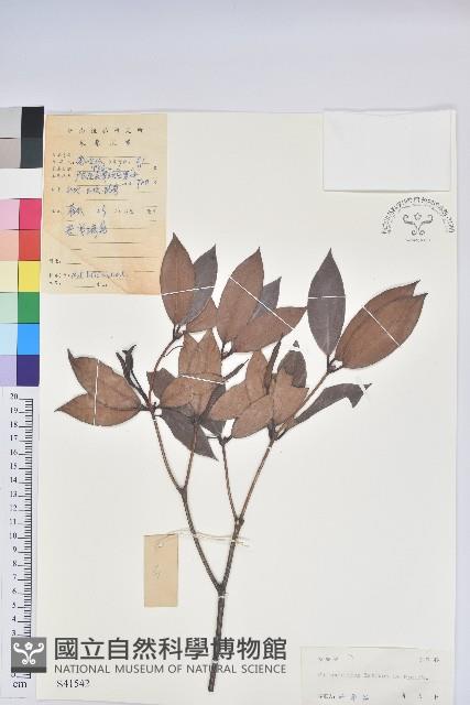 鹿角杜鵑、西施花、青紫木藏品圖，第1張