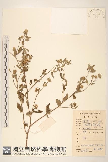 嶺南野菊藏品圖，第1張