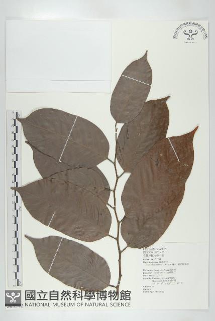 凳吉紅柳桉藏品圖，第1張