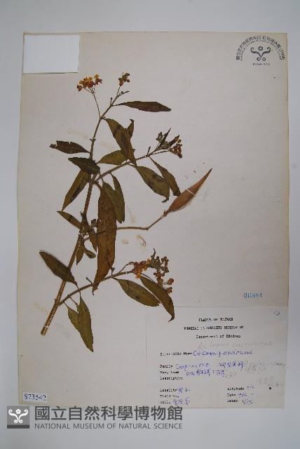 尖尾鳳、馬利筋藏品圖，第1張