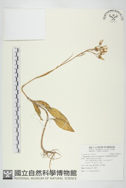 倒吊蓮、匙葉燈籠草藏品圖，第1張