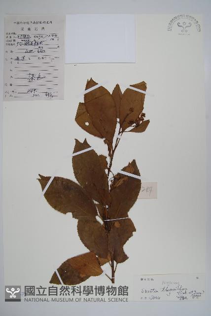 厚殼樹藏品圖，第1張