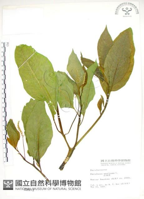 美洲商陸藏品圖，第1張