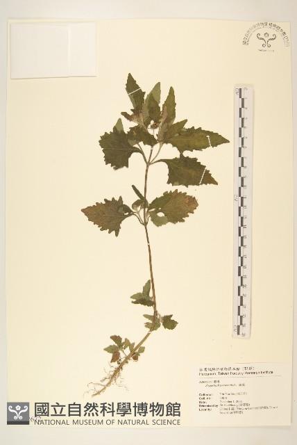 豨簽藏品圖，第1張