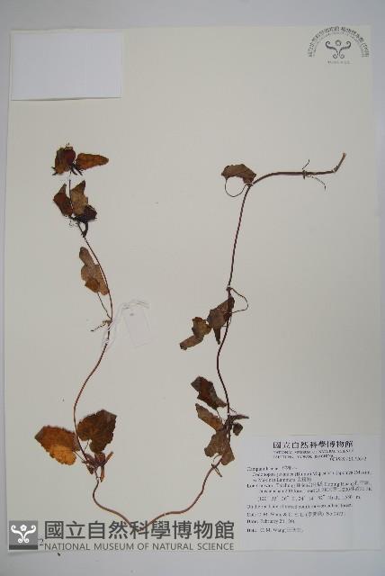 金錢豹藏品圖，第1張