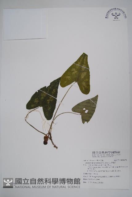 大武山細辛藏品圖，第1張