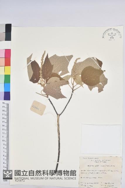 白背葉藏品圖，第1張