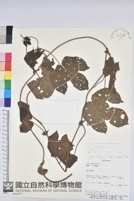 登錄號:S080672藏品圖，第1張