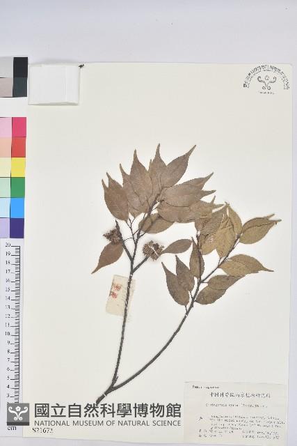 反刺苦櫧藏品圖，第1張