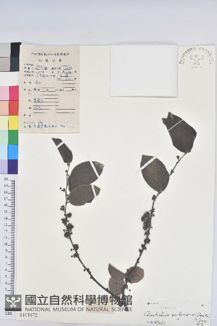 錫蘭饅頭果，香港饅頭果，大葉饅頭果，香港算盤子藏品圖，第1張