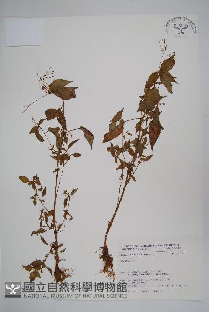 登錄號:S031672藏品圖，第1張