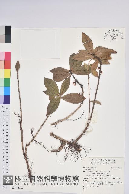 登錄號:S141672藏品圖，第1張