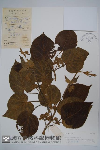 苦繩、貫筋藤藏品圖，第1張