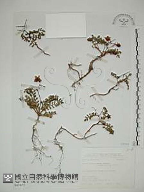 臺灣莓藏品圖，第1張