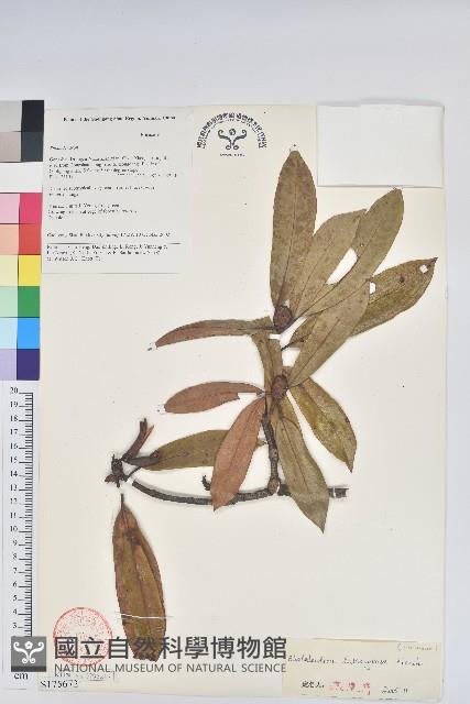 蜡葉杜鵑藏品圖，第1張