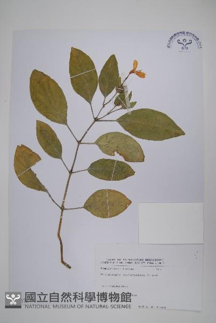 長花九頭獅子草、山藍藏品圖，第1張