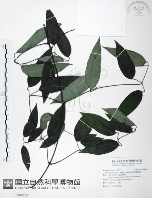 柱果鐵線蓮藏品圖，第1張