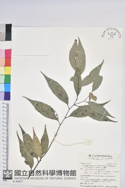 長尾尖葉櫧藏品圖，第1張