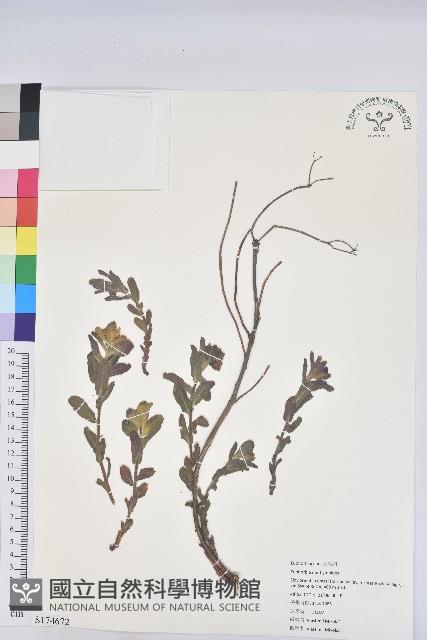 登錄號:S174672藏品圖，第1張