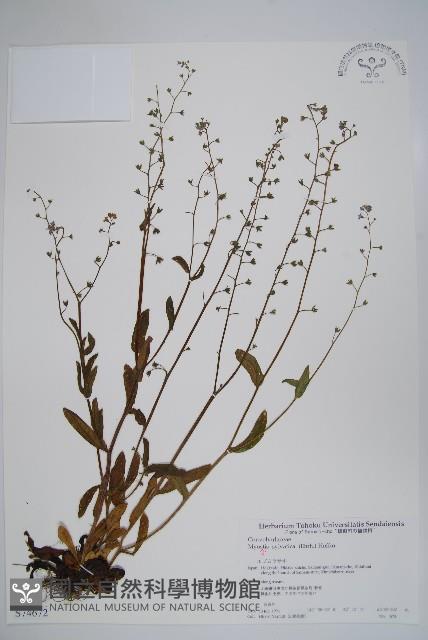 勿忘草藏品圖，第1張