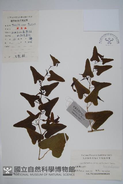 馬兜鈴藏品圖，第1張