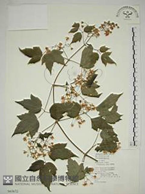 串鼻龍藏品圖，第1張