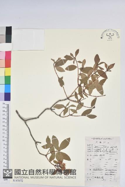 照白杜鵑藏品圖，第1張