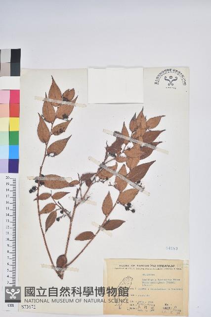 白珠樹藏品圖，第1張