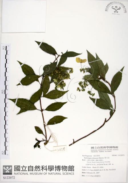 華八仙藏品圖，第1張
