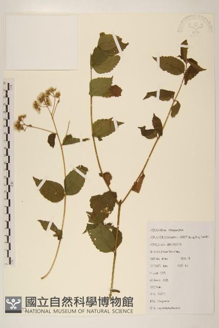 華澤蘭藏品圖，第1張