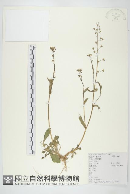 薺藏品圖，第1張