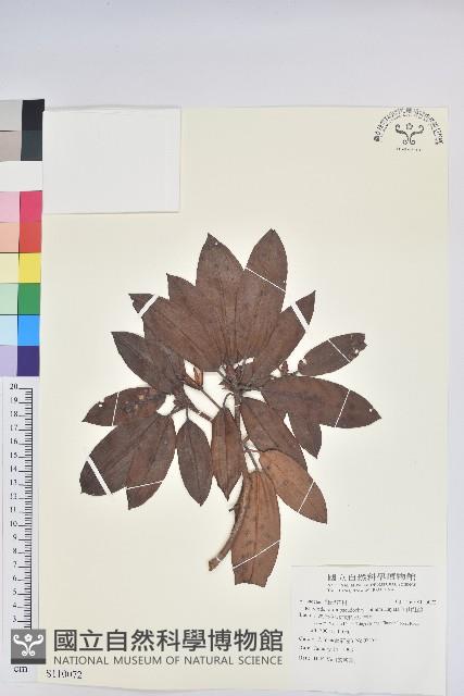 玉山杜鵑藏品圖，第1張