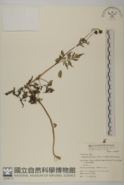 鬼針舅藏品圖，第1張