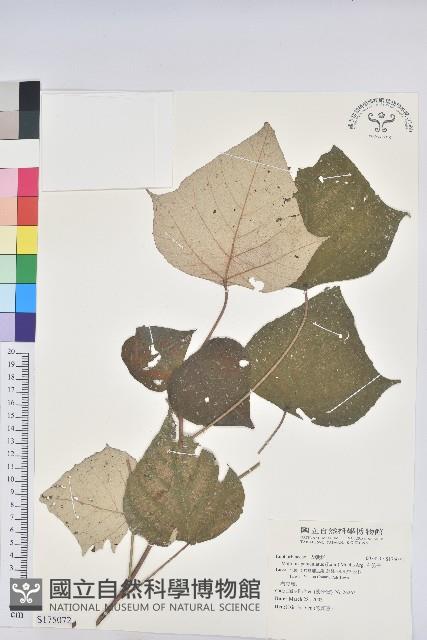 白匏子藏品圖，第1張