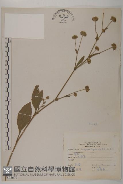 地膽草、毛蓮菜藏品圖，第1張