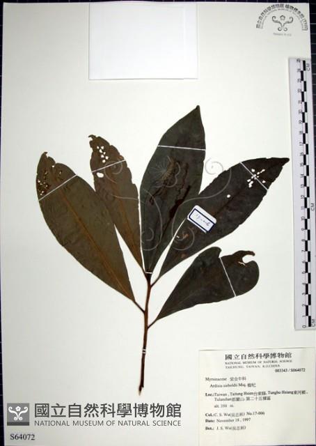 樹杞藏品圖，第1張