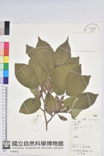 杜仲藏品圖，第1張