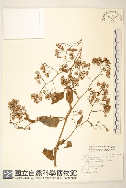 蔓黃菀藏品圖，第1張