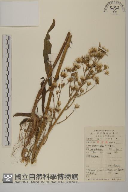 薄葉艾納香藏品圖，第1張