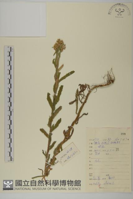 蓍草藏品圖，第1張