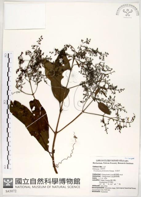 Formosan Wendlandia Collection Image