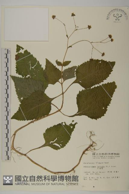 下田菊藏品圖，第1張