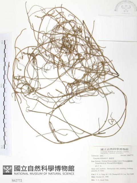 無根草藏品圖，第1張